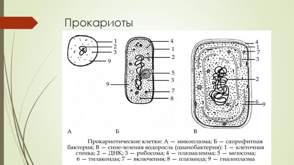 Клетка прокариот рисунок
