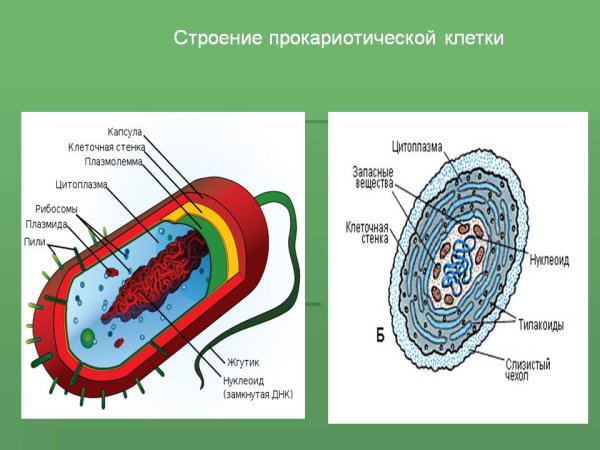 Строение бактериальной клетки прокариот