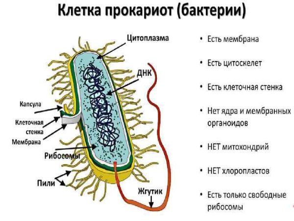 Строение прокариотической бактериальной клетки