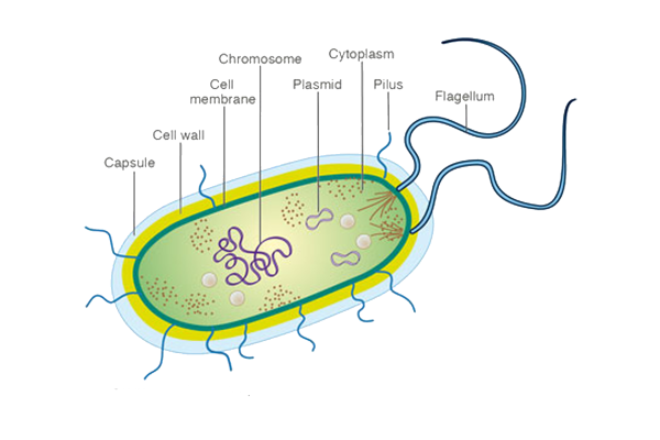 Схема строения клетки прокариот