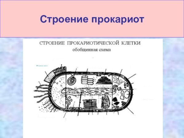 Строение прокариотической бактериальной клетки
