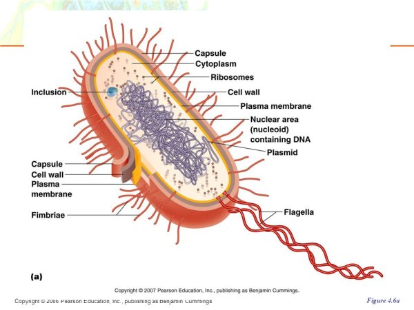 Схема строения прокариотической бактериальной клетки
