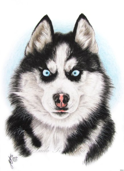 Хаски мультяшные