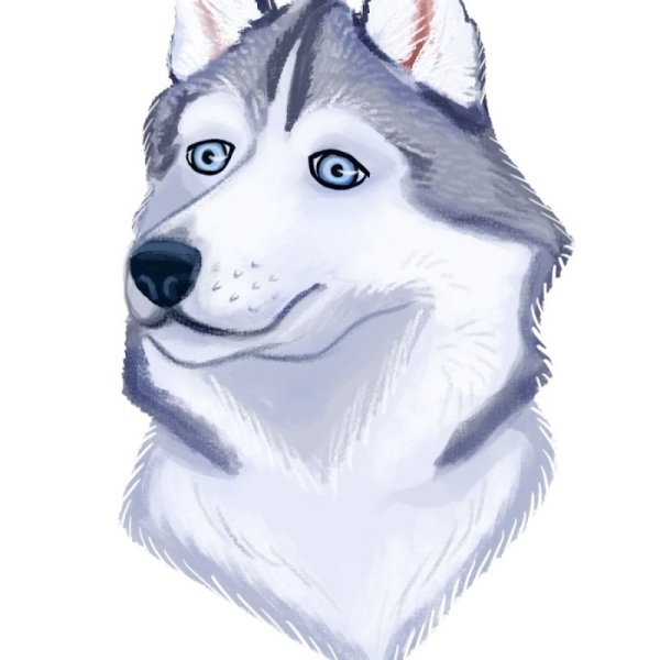 Сибирский хаски