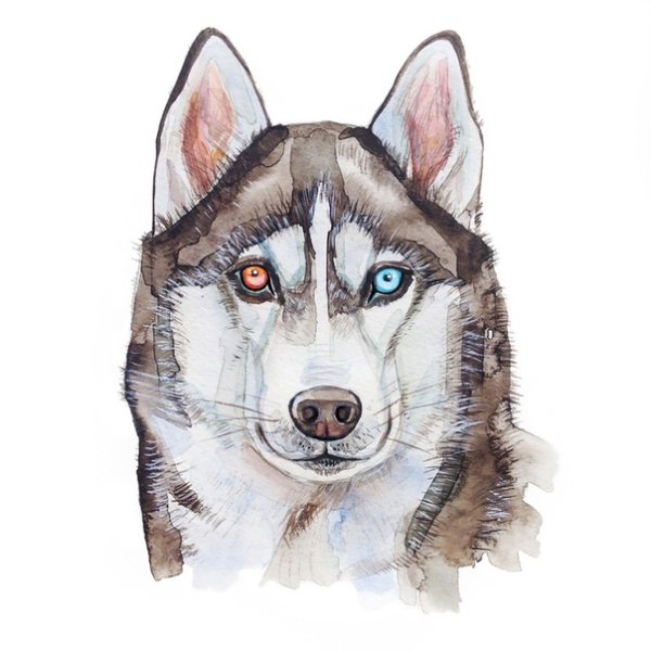 Хаски рисунок