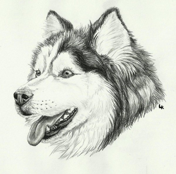 Аска рисунок