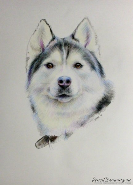 Хаски рисунок для срисовки