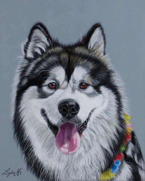 Аляскинский маламут рисунок