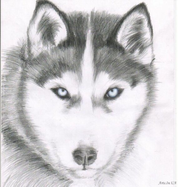 Хаски карандашом