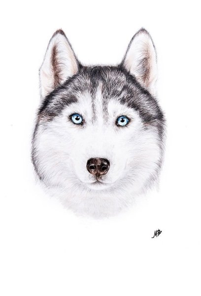 Хаски голова