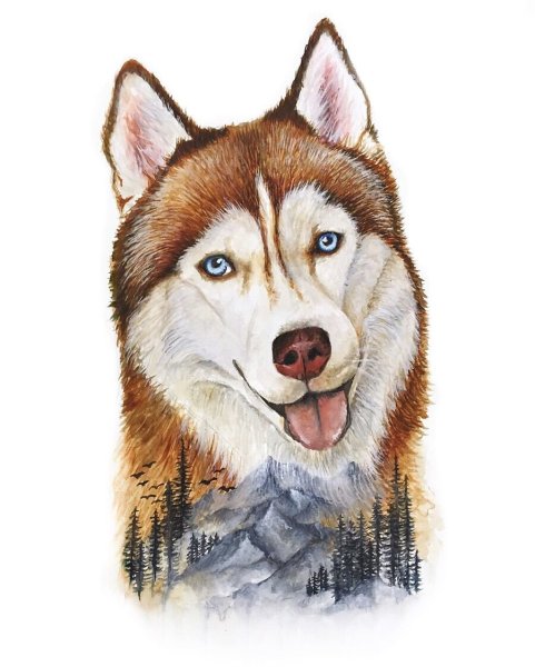 Сибирский хаски