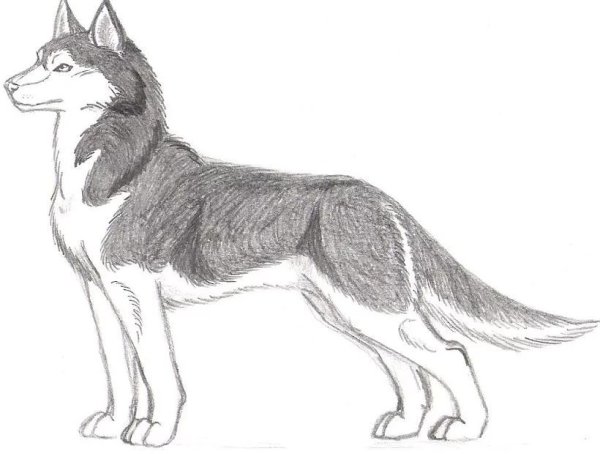 Хаски карандашом