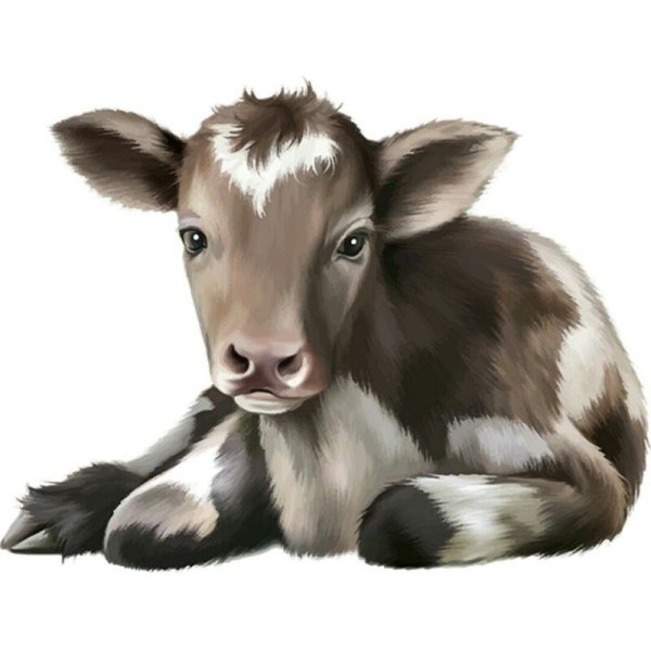 Теленок на прозрачном фоне