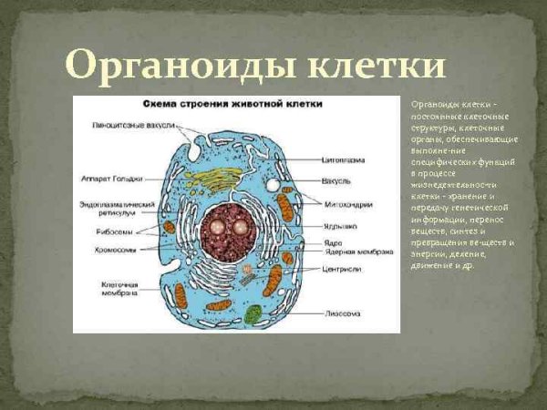 Структура живой клетки органоид
