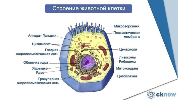 Строение клетки, клеточные органеллы