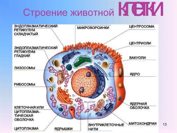 Строение клетки человека рисунок