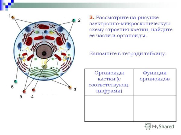 Строение и функции органоидов клетки человека