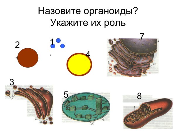 Органоиды рисунок