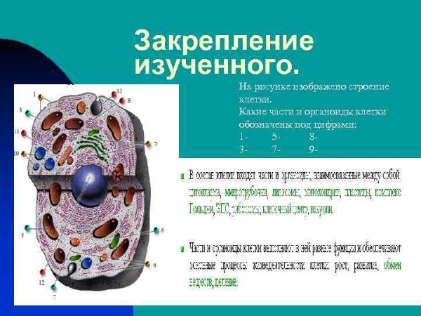 Структуры клетки обозначенные цифрами 1