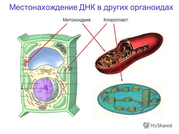 Рисунок животной клетки с обозначениями