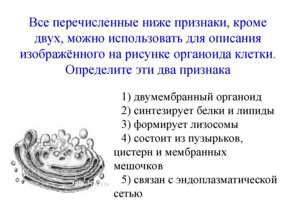 Строение клетки человека рисунок