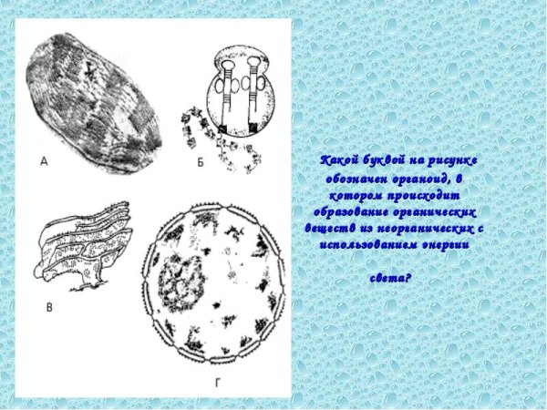 Строение животной клетки с функциями органоидов 9 класс