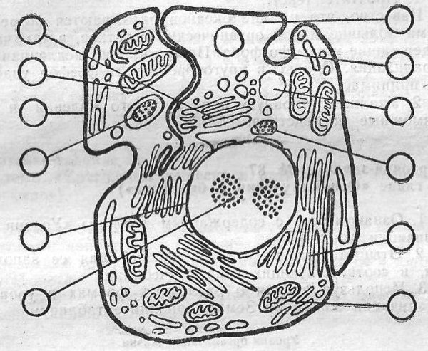 Схема строения эукариотной клетки