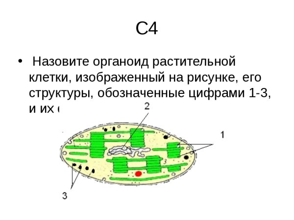 Структура органоида оболочка