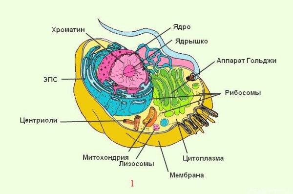 Схема органелл растительной клетки строение