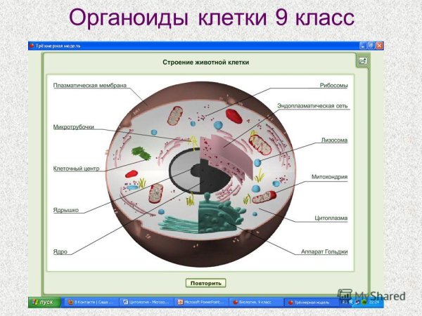 Мембранные органеллы клетки их строение и функции