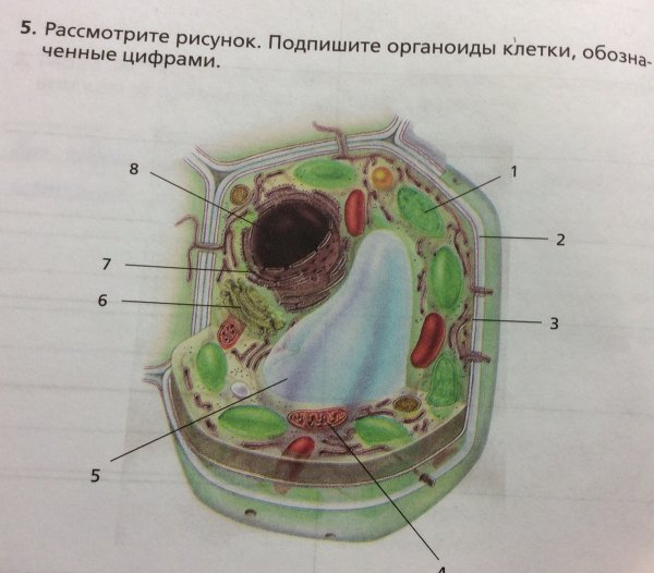 Органоиды клетки рисунки