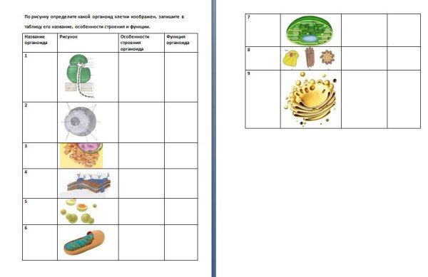 Органоиды клетки обозначенные цифрами