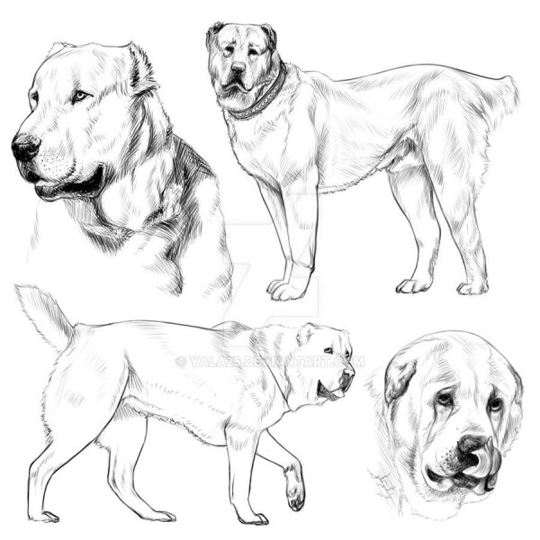 Среднеазиатская овчарка алабай для срисовки