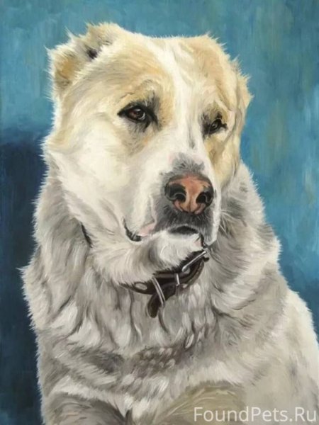 Среднеазиатская овчарка алабай рисунки
