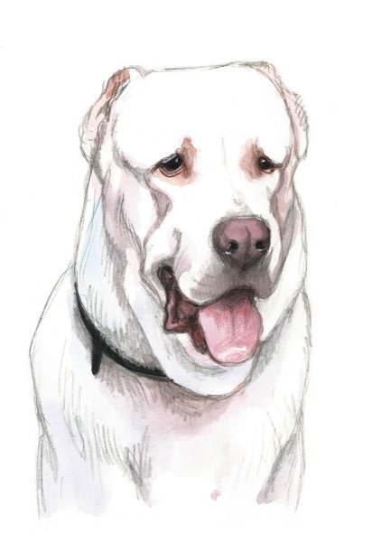 Английский мастиф