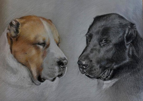 Алабай рисунок