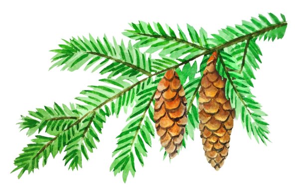 Еловая ветка с шишкой