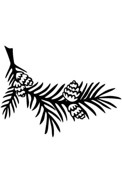 Ветка Еловая