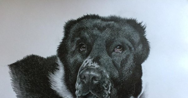 Среднеазиатская овчарка в профиль