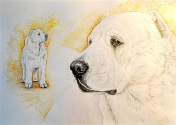 Среднеазиатская овчарка алабай рисунки