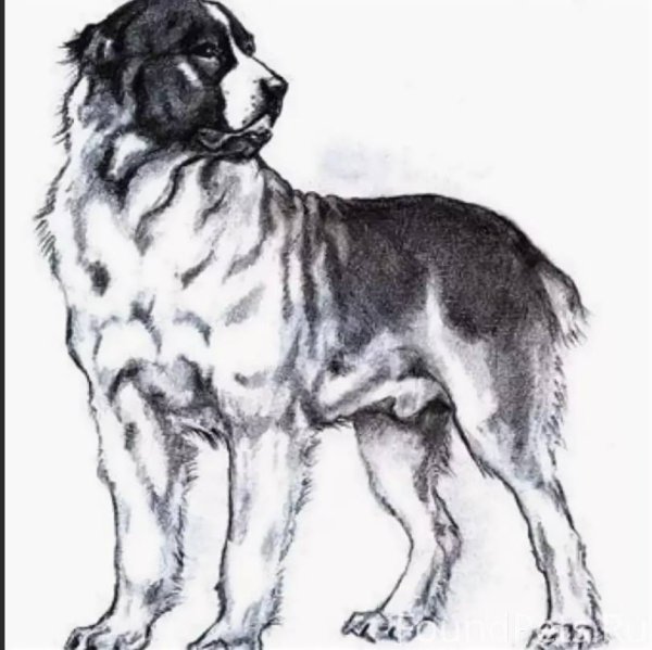 Среднеазиатская овчарка