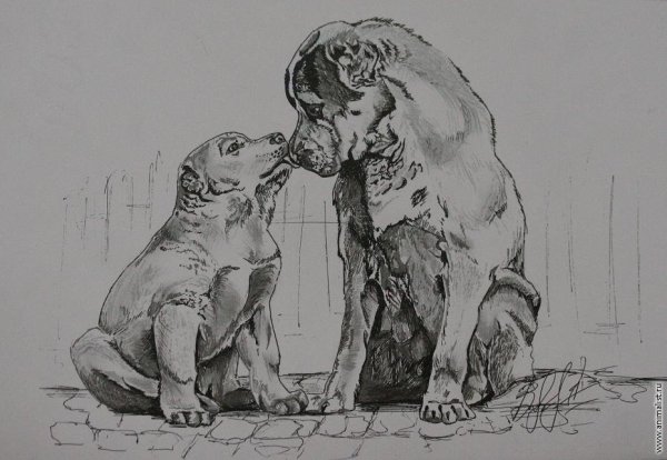 Среднеазиатская овчарка