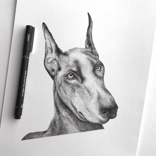 Доберман дотворк