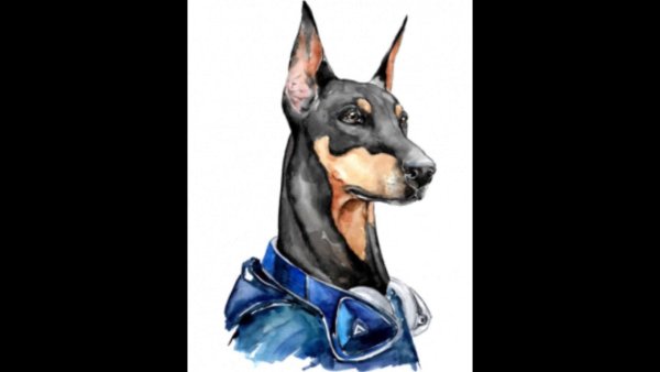 Доберман 1035*662