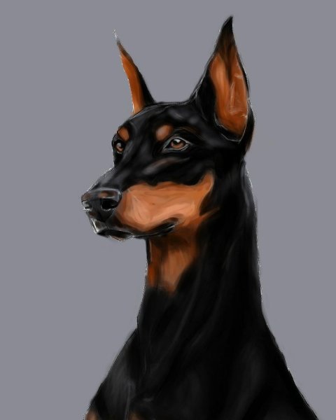 Доберман арт референс