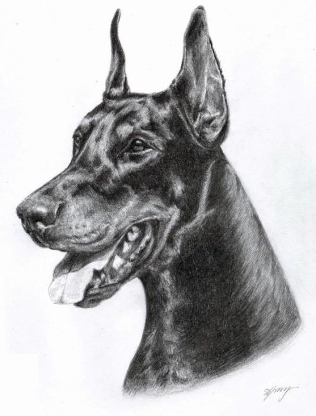 Доберман набросок