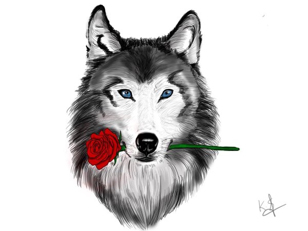 Рисунок волка карандашом для срисовки морду