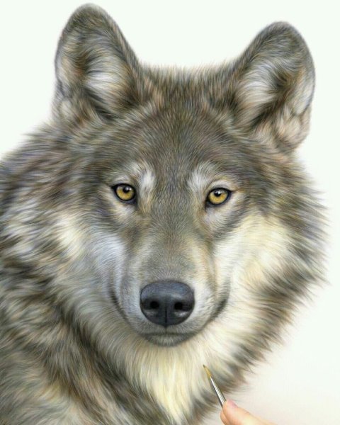 Волчий оскал эскиз