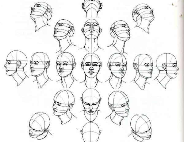 Голова человека ракурсы референс