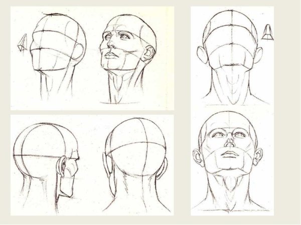 Голова сбоку референс